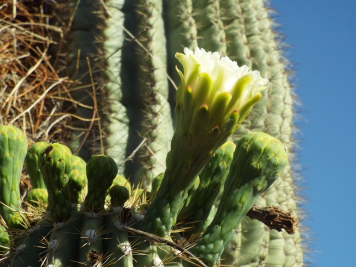 Saguaro Cactus Flower in Bloom