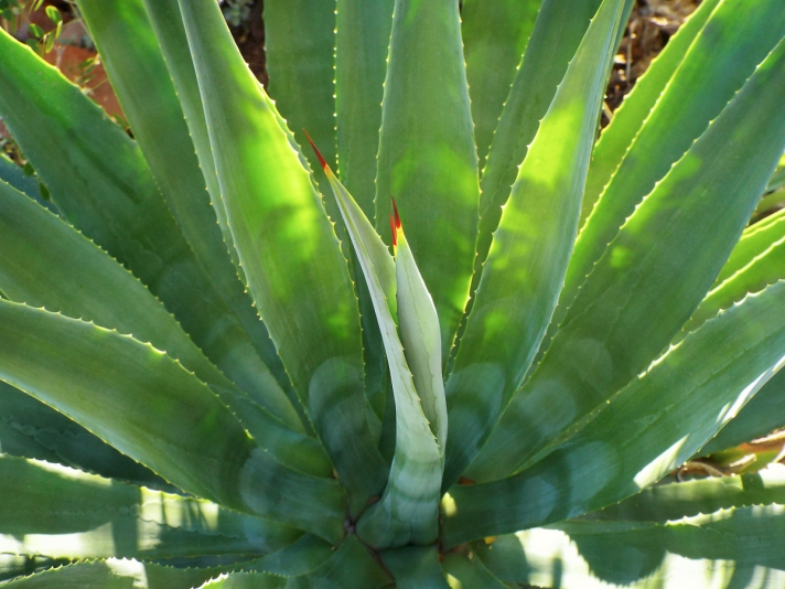 Outdoor Living Ideas Agave