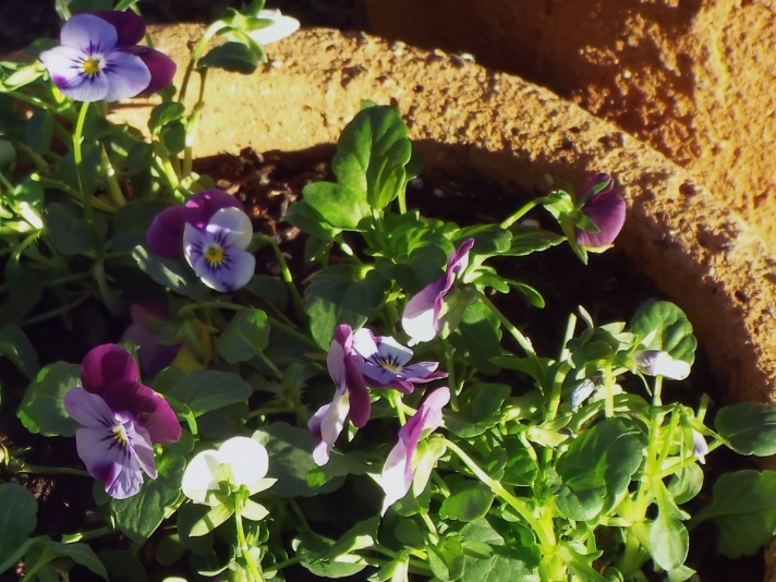 fresh flowers on cake ideas