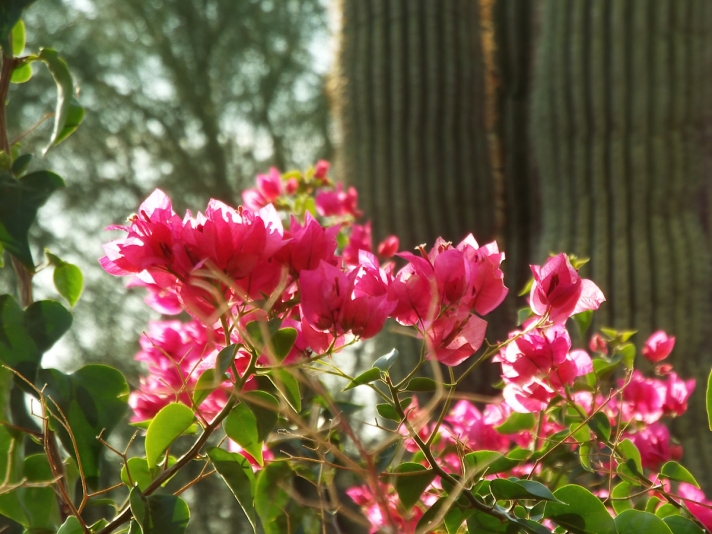 Backlit bougainvillea flowers with a saguaro cactus in the background.